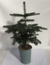 Abies normannia