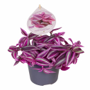 Tradescantia zebr. 'Pink Paradise'