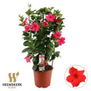 Mandevilla sand. Spalier Pink