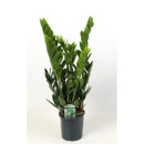 Zamioculcas zamiifolia
