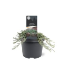 Juniperus horizont. 'Ice Blue'