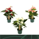 Anthurium andr. midi  Mix