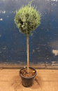 Cupressus arizonica Kugel auf Stamm
