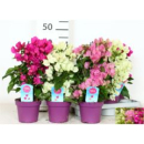 Bougainvillea Mix