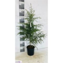 Cedrus deodara