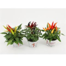 Capsicum annuum 'Joker' Mix