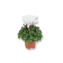 Cyclamen midi weiß