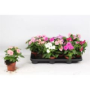 Catharanthus ros. gemischt