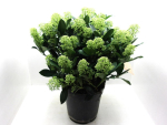 Skimmia jap. "Finchy"