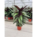 Calathea rufibarba "Wavestar"