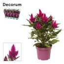 Celosia arg. 'Deep Purple'