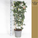 Passiflora caerulea Spalier