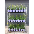 Agapanthus 'Crystal Line'