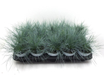 Festuca glauca