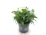 Leucanthemum Kübel