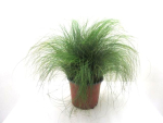 Stipa "Pony Tails" Kübel