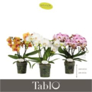 Phalaenopsis - TABLO gemischt 3 R.