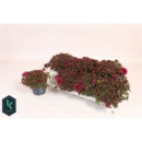Sedum spurium 'Spot on deep Rose'