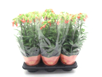 Kalanchoe "Lucky Bells"