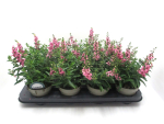 Angelonia rosa
