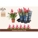 Vriesea 'Intenso Pink'