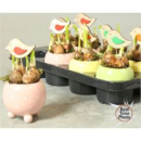 Narzisse im Übertopf (Kugel )