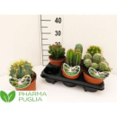 Cactus  gemischt