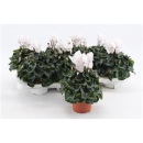Cyclamen midi weiß