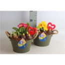 Frühlingsmix in Blechschale-grün