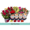 Celosia arg. 'Twisted' gemischt