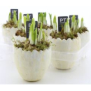 Narzissen in Ei -aufrecht