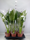 Alocasia macrorrhiza
