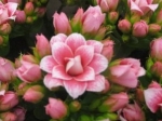 Kalanchoe gefüllt rosaweiß