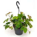 Cissus rhombifolia