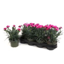 Dianthus 'Super Trouper' pink
