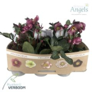 Helleborus 'Frostkiss Charmer'