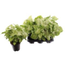 Syngonium 'White Butterfly'