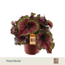 Begonia rex " Macarena"