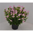 Campanula medium Kübel rosa