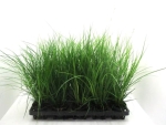 Carex brunnea