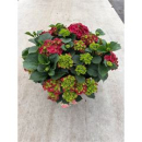 Hydrangea Schale rot