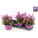 Celosia spic. 'Wild Pink'