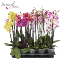 Phalaenopsis 3 Rispen Mix