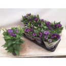 Eustoma russ. lila