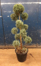 Cupressus arizonica Pompom