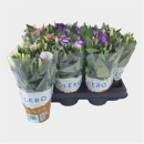 Eustoma russ.  gemischt