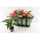 Anthurium gemischt