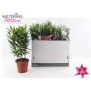 Lilium ori. 'After Eight'pink