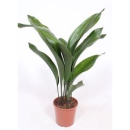 Aspidistra elat.