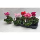 Cyclamen  mix